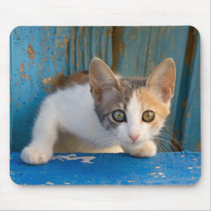 Niedliches Calico Cat Kitten Funny Curry Eyes Foto Mousepad
