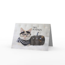 Niedliches Cat-Bushy-Augenbrauen- und BrillenHallo