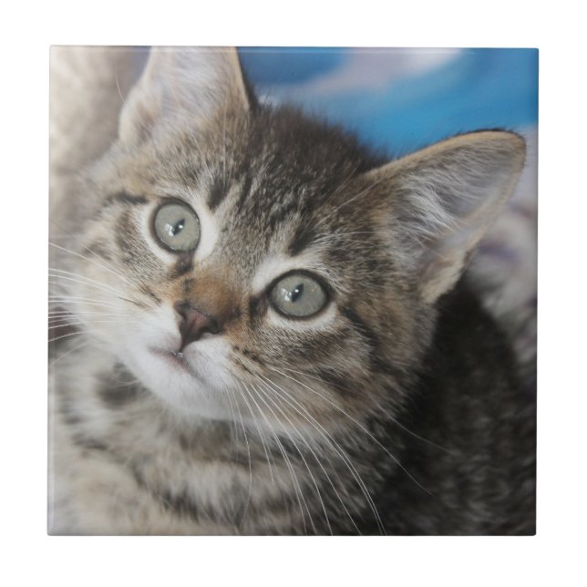 Niedliches Cat-Foto Fliese (Vorderseite)