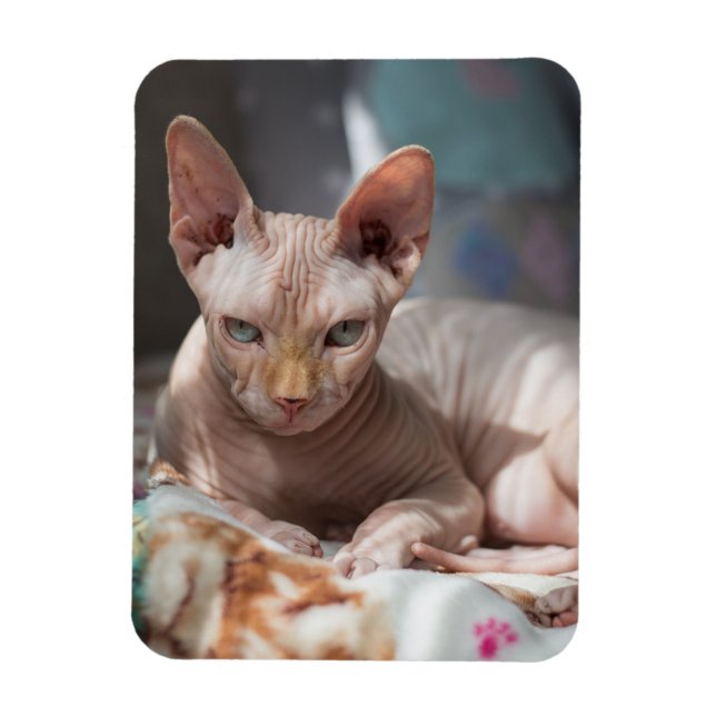 Niedliches Cat Lounges ohne Pelz Magnet (Vertikal)