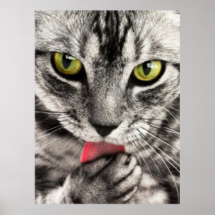 Niedliches Cat Portrait Poster