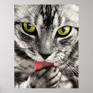 Niedliches Cat Portrait Poster