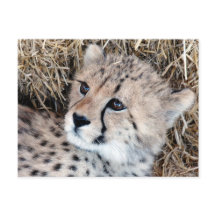 Niedliches Cheetah Cub Foto