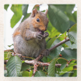 Niedliches Cherry Picking Eastern Gray Eichhörnche Glasuntersetzer