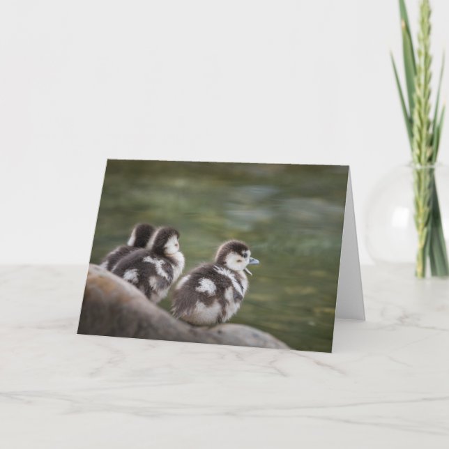 Niedliches Chicks Naturschutzgebiet Foto Karte (Vorderseite)