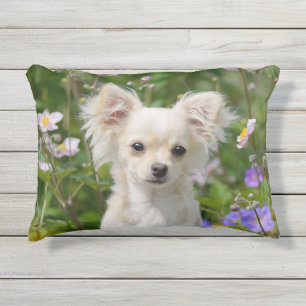 Niedliches Chihuahua Dog Welpe Foto - Kissen Für Draußen