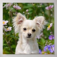 Niedliches Chihuahua Dog Welpe Foto -