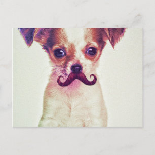 Niedliches Chihuahua mit Lila Funny Mustache Postkarte