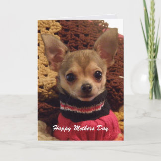 Niedliches Chihuahua: Muttertagskarte Karte