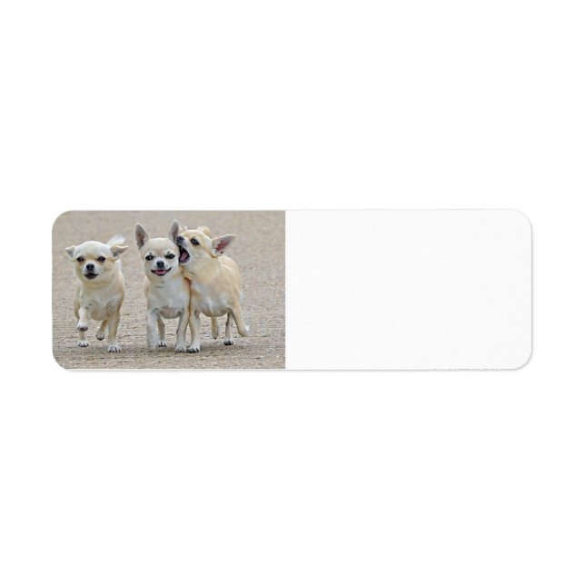 Niedliches Chihuahua-Welpen-Label (Vorne)