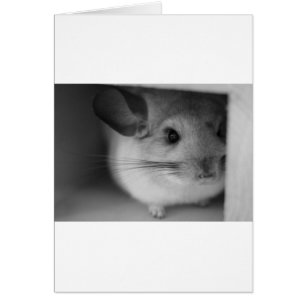 Niedliches Chinchilla