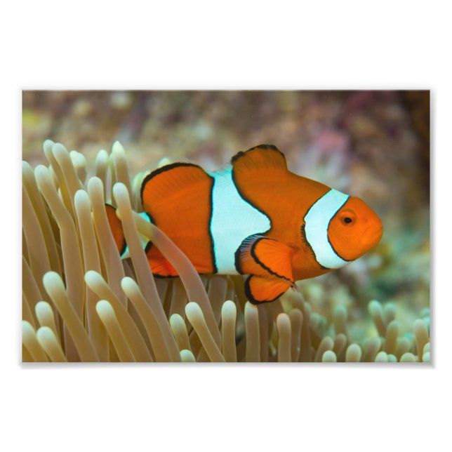 Niedliches Clownfish-Foto drucken Fotodruck (Vorne)