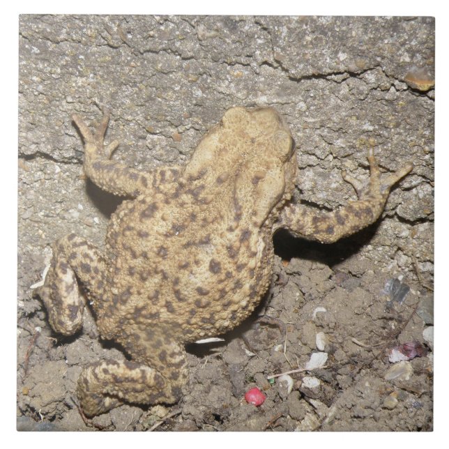 Niedliches Crawling Fliese (Vorderseite)