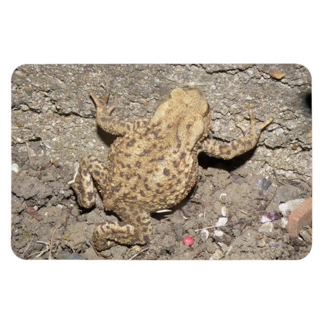 Niedliches Crawling Toad Premium Magnet (Horizontal)
