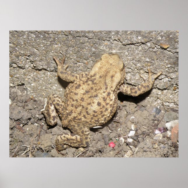 Niedliches Crawling Toad Print Poster (Vorne)