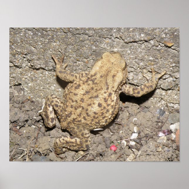 Niedliches Crawling Toad Print Poster (Vorne)