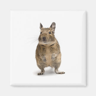 Niedliches Degu Magnet