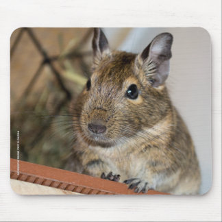 Niedliches Degu Mousepad