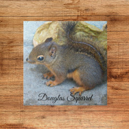 Niedliches Douglas Squirrel Nature Foto Fliese