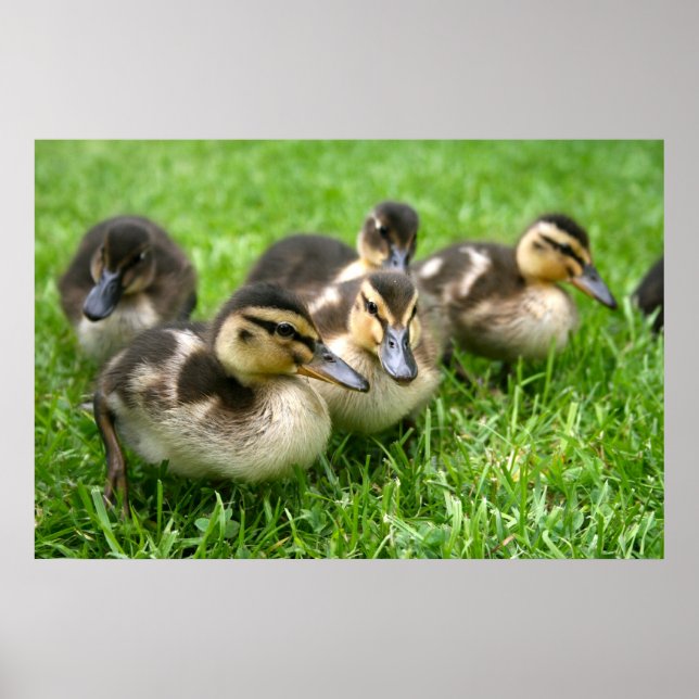 Niedliches Ducklings Poster (Vorne)