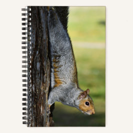 Niedliches Eastern Gray Eichhörnchen Nature Foto Notizbuch