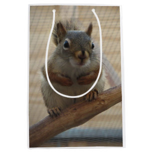 Niedliches Eichhörnchen auf dem Zweig Mittlere Geschenktüte