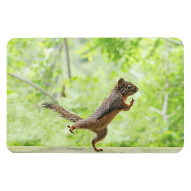 Niedliches Eichhörnchen Doing Tai Chi Magnet (Horizontal)