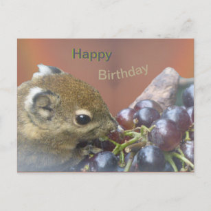 Niedliches Eichhörnchen Happy Birthday Postcard Postkarte