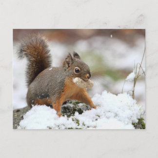 Niedliches Eichhörnchen im Schnee mit Erdnuss Postkarte