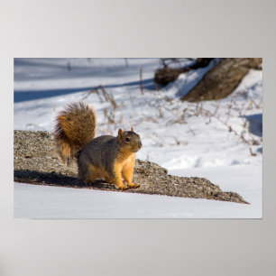 Niedliches Eichhörnchen im Schnee Poster