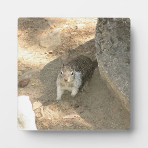 Niedliches Eichhörnchen in Yosemite, CA Fotoplatte