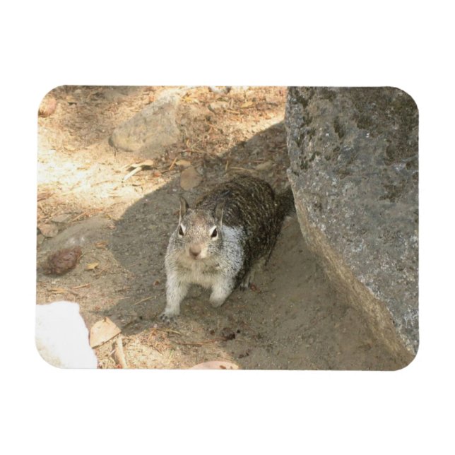 Niedliches Eichhörnchen in Yosemite, CA Magnet (Horizontal)