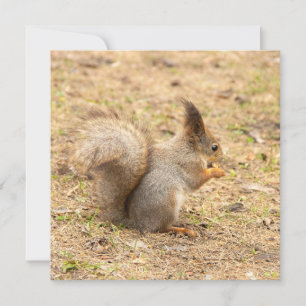 Niedliches Eichhörnchen isst ein Nussbaum-Foto