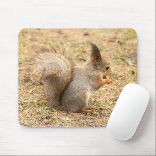 Niedliches Eichhörnchen isst ein Nussbaum-Foto Mousepad