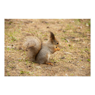 Niedliches Eichhörnchen isst ein Nussbaum-Foto Poster