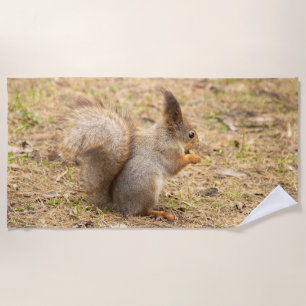 Niedliches Eichhörnchen isst ein Nussbaum-Foto Strandtuch