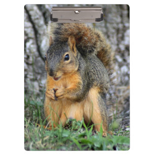 Niedliches Eichhörnchen-Klemmbrett Klemmbrett