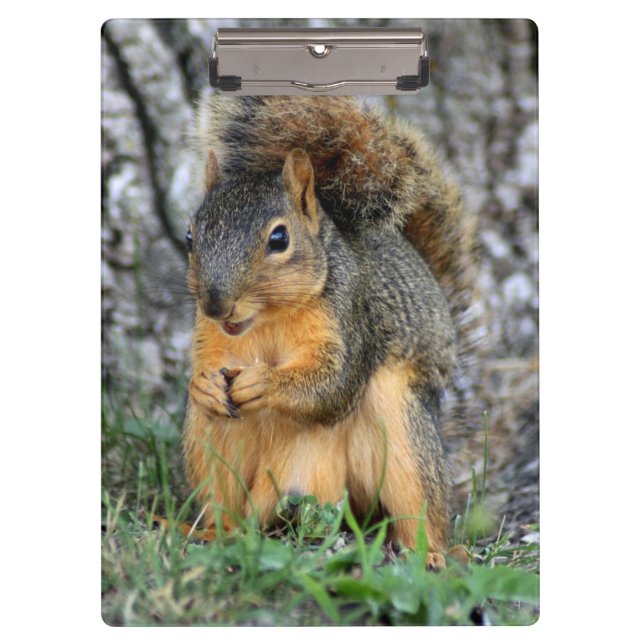 Niedliches Eichhörnchen-Klemmbrett Klemmbrett (Vorderseite)