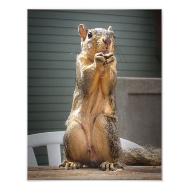 Niedliches Eichhörnchen mit Nut 3 Fotodruck (Vorne)