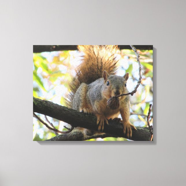 Niedliches Eichhörnchen mit Nut Fotografy Leinwand (Vorderseite)