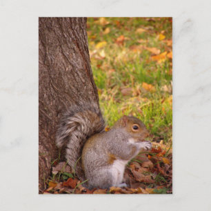 Niedliches Eichhörnchen Nah Postkarte