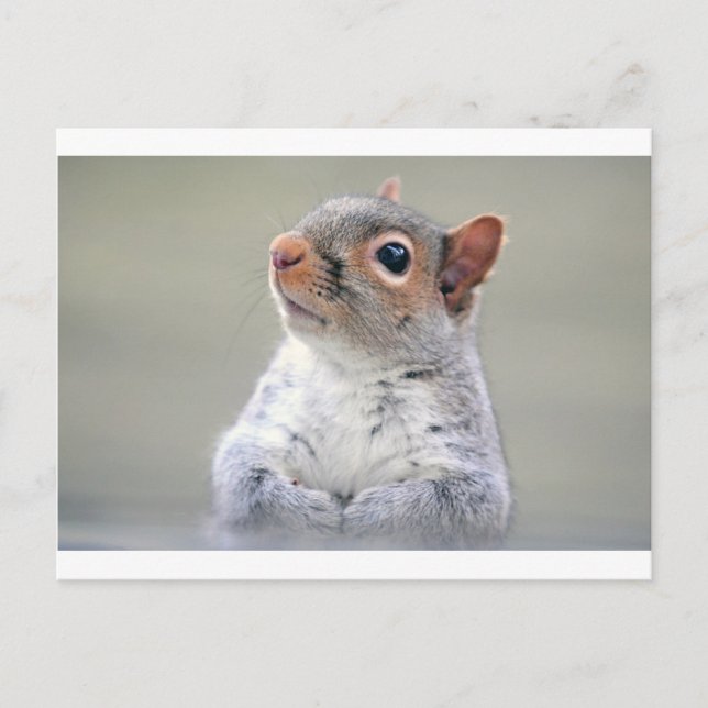 Niedliches Eichhörnchen Postkarte (Vorderseite)