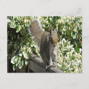 Niedliches Eichhörnchen Postkarte
