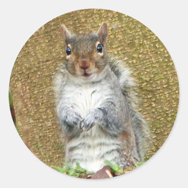 Niedliches Eichhörnchen Runder Aufkleber (Vorderseite)