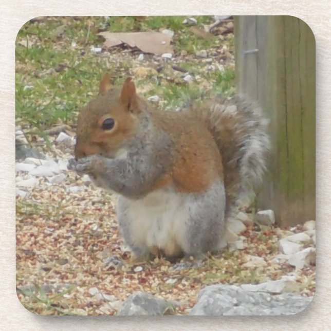 Niedliches Eichhörnchen Untersetzer Set. (Vorderseite)