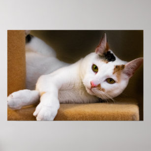 Niedliches Entspannungs-White Calico Cat Poster