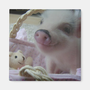 Niedliches Ferkel Magnet