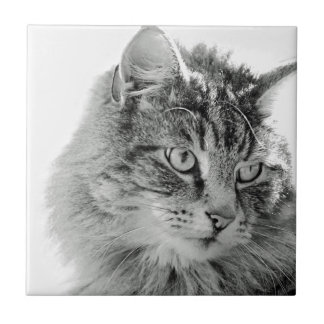 Niedliches flaumiges Katzen-Gesicht Fliese