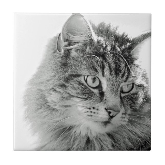 Niedliches flaumiges Katzen-Gesicht Fliese (Vorderseite)