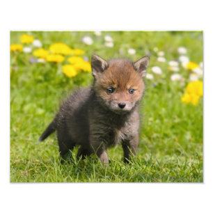 Niedliches flaumiges rotes wildes Baby Fox CUB - Fotodruck